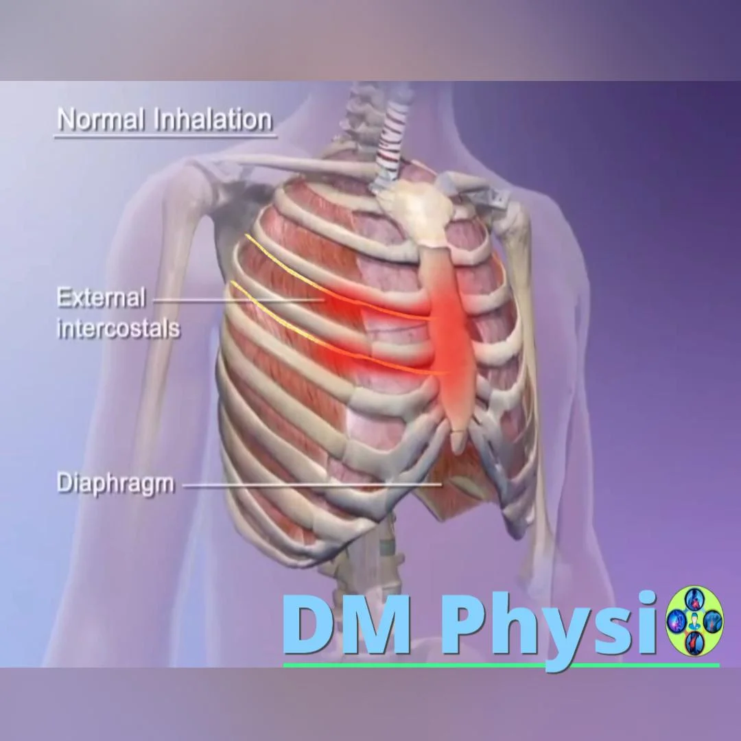 Междуребрени нерви